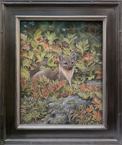 Click to view detail for Marty - Pine Marten 20x16 $1600